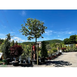 Figovník (Ficus carica) ´BROWN TURKEY´ - výška 500-600 cm, kont. C230L, obvod kmeňa 30/40 cm (-20°C) - EXEMPLÁR
